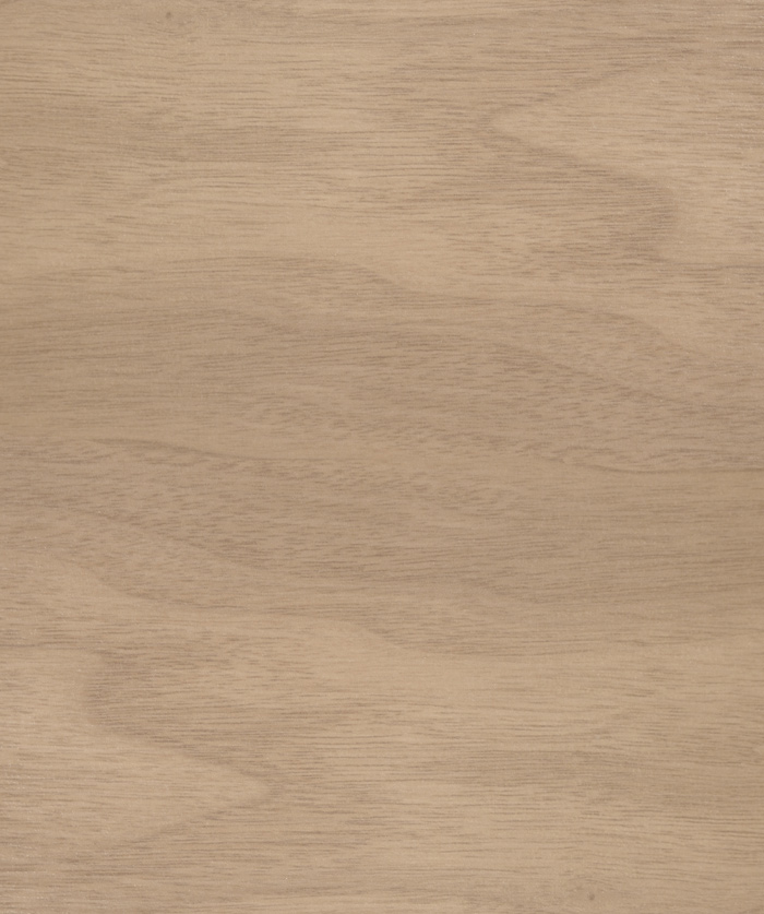 עץ נס קפה עץ נס קפה